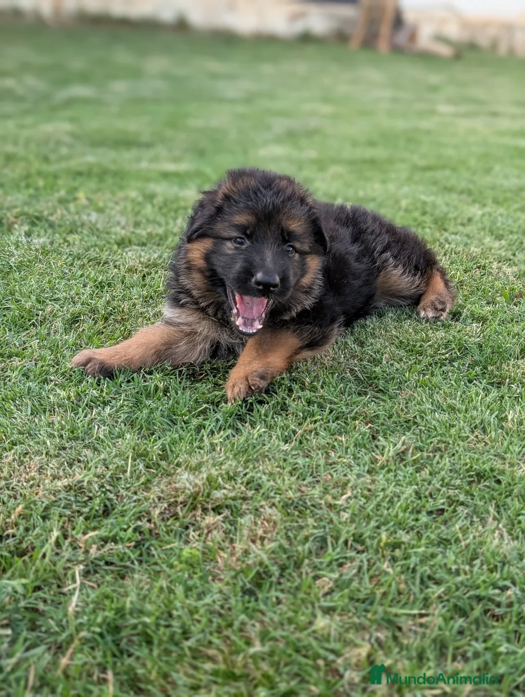 Pastor Alemán perros en venta: CACHORROS DE PASTOR ALEMÁN  - Anuncio 4
