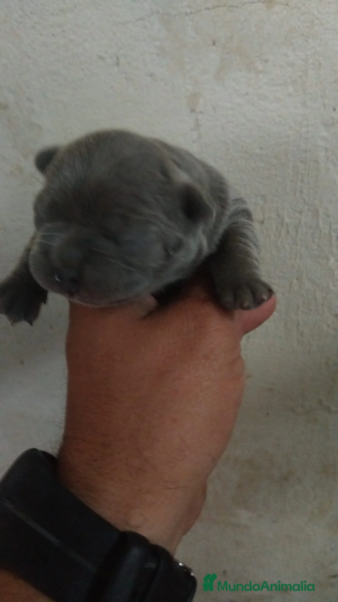 Bulldog Francés perros en venta: Bulldog francés exóticos  - Anuncio 2