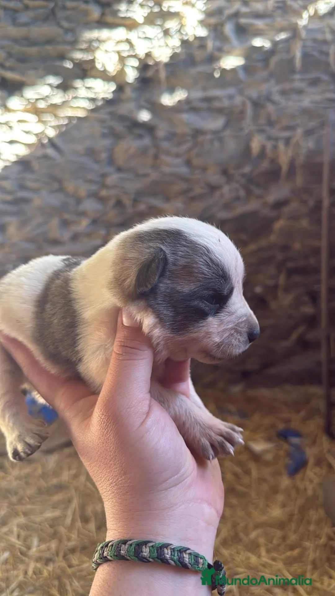 Mastín Español perros en venta: Camada de mastín disponibles para reservar en Alicante - Anuncio 11