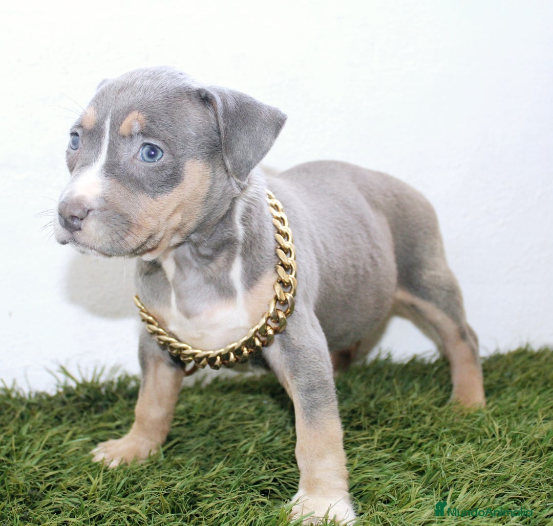 American Pit Bull Terrier perros en venta: American pitbull terrier criado todo en casa - Imagen 4