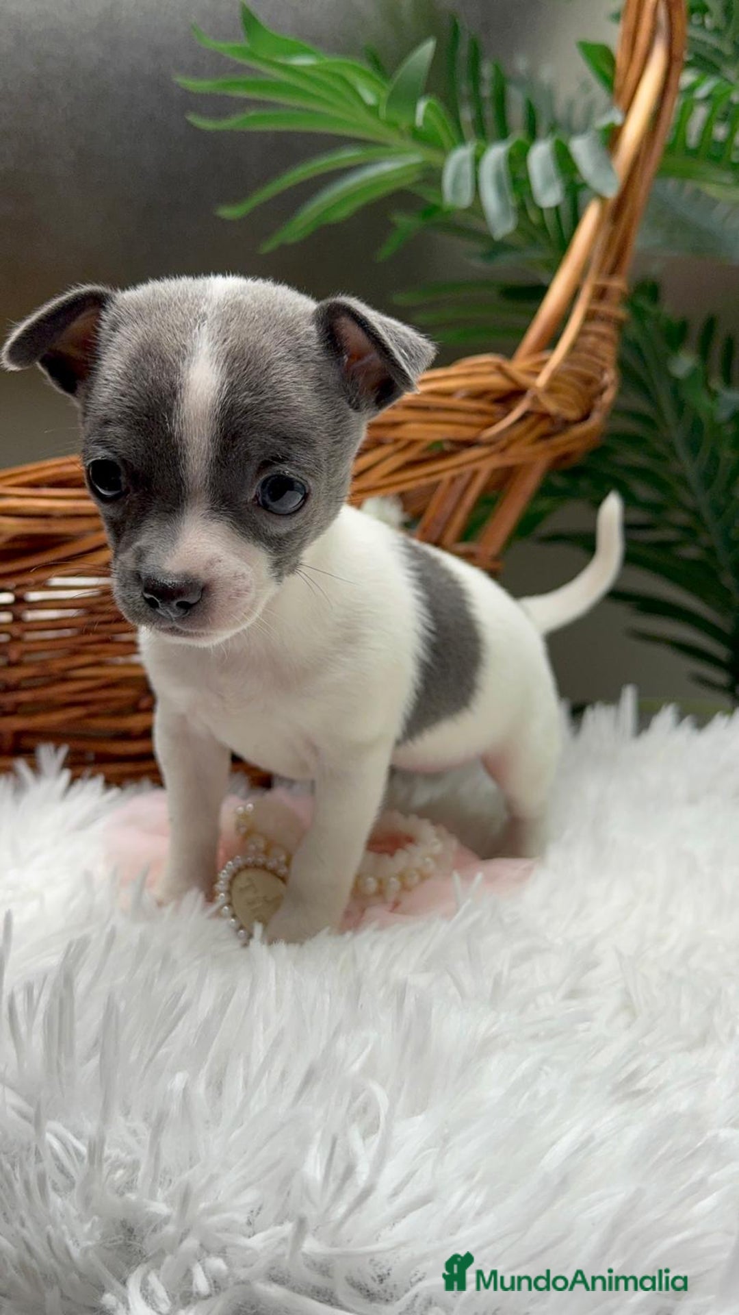 Chihuahua perros en venta: CHIHUAHUA HEMBRA - Anuncio 13