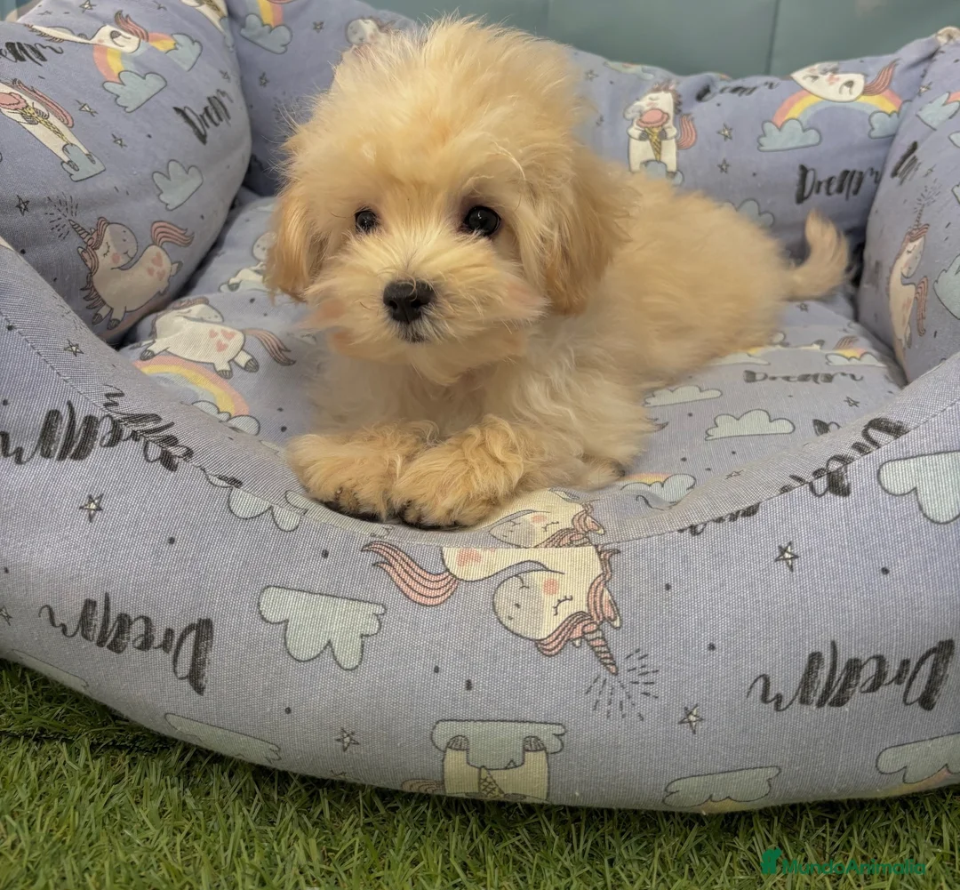 Maltipoo perros en venta: Maltipoo Toy fotos reales y actuales!!! - Anuncio 5