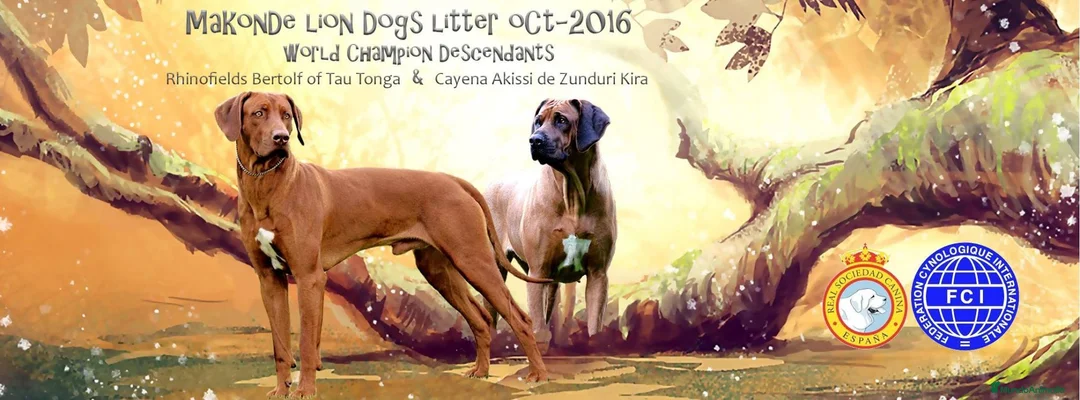Rhodesian Ridgeback perros en venta: Rhodesian Ridgeback adultos con pedigrí  - Anuncio 1