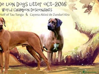 Rhodesian Ridgeback perros Rhodesian Ridgeback adultos con pedigrí - Anuncio 2