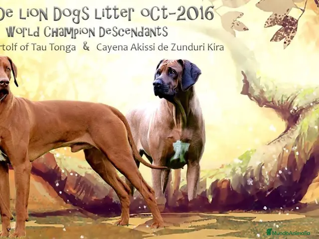 Rhodesian Ridgeback perros en venta: Rhodesian Ridgeback adultos con pedigrí - Anuncio 2