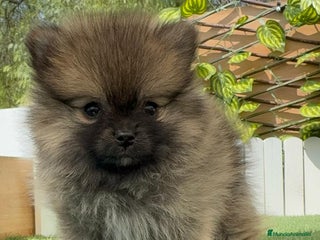 Pomerania perros - Anuncio 25