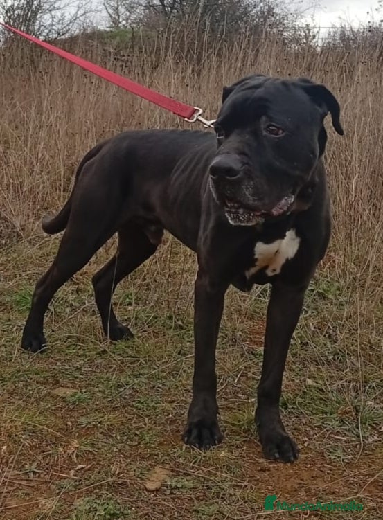 Cane Corso perros Cano Corso THAI en adopción - Anuncio 2