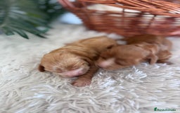 Cocker Spaniel Inglés perros en venta: COCKER SPANIEL INGLÉS HEMBRA - Imagen 7