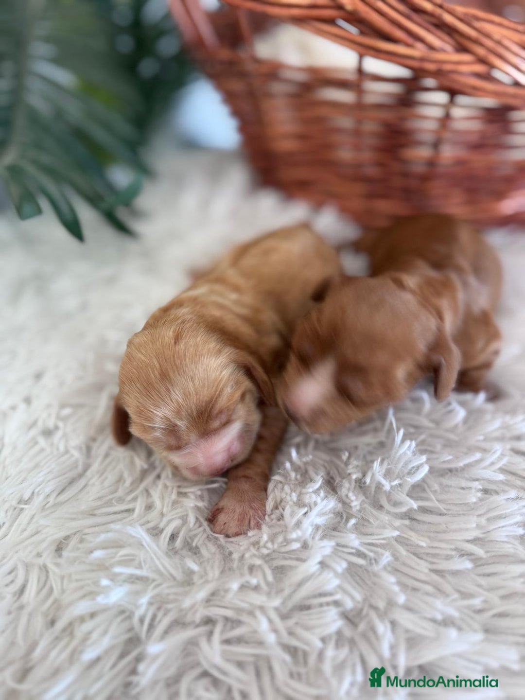 Cocker Spaniel Inglés perros en venta: COCKER SPANIEL INGLÉS HEMBRA - Imagen 7