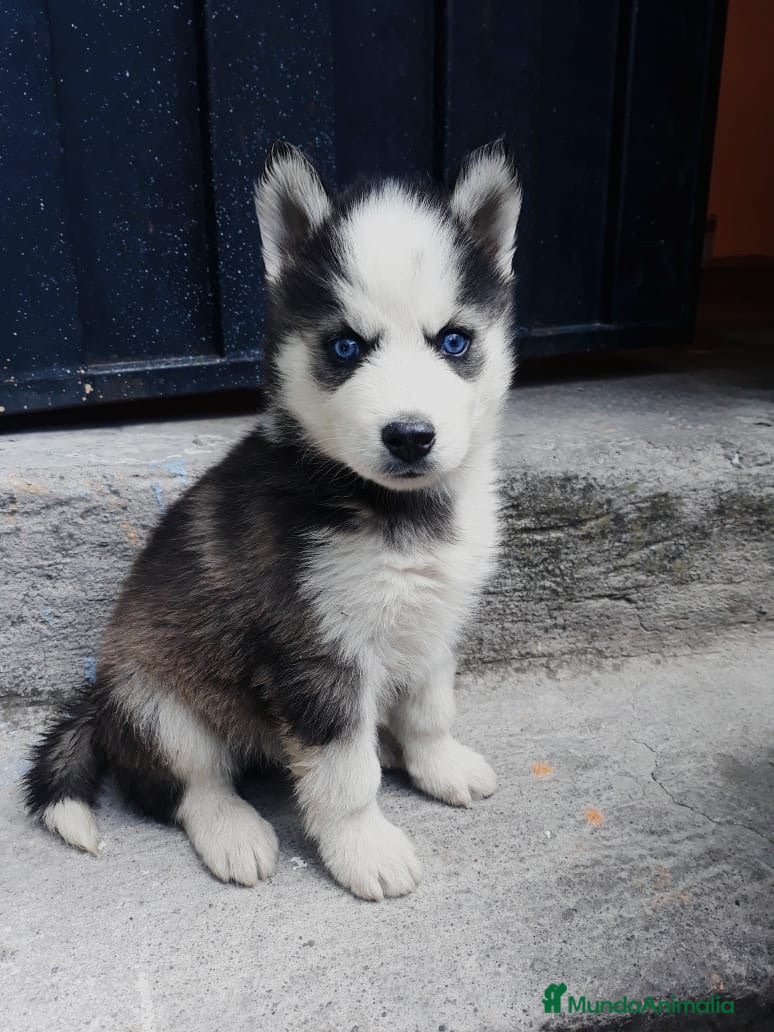 Husky Siberiano perros HUSKY PUPPY  - Anuncio 5