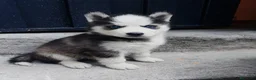 Husky Siberiano perros en venta: HUSKY PUPPY  - Anuncio 1