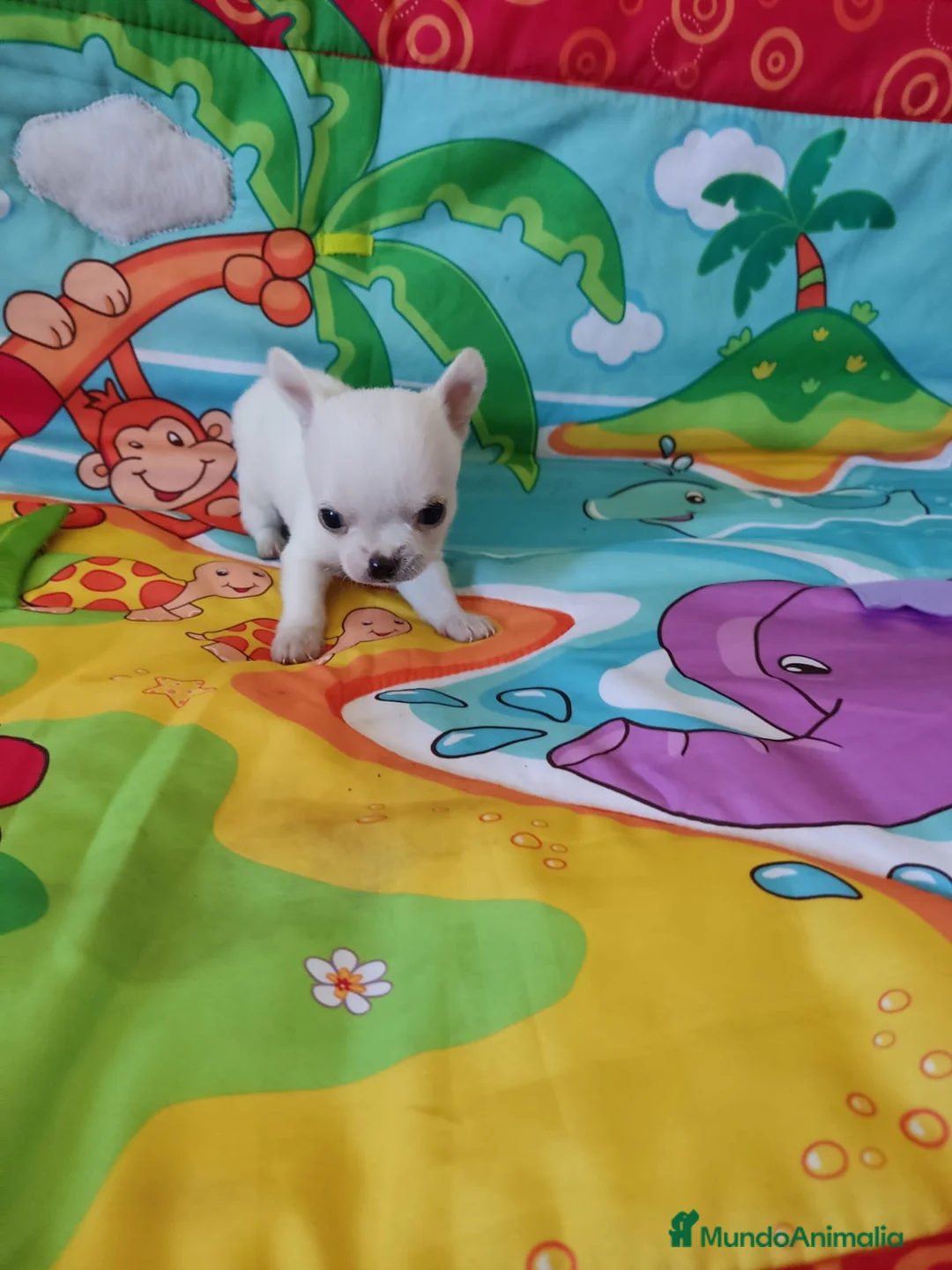 Chihuahua perros en venta: Chihuahua en Barcelona - Anuncio 5