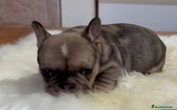 Bulldog Francés perros en venta: Lindos frenchis  - Imagen 3