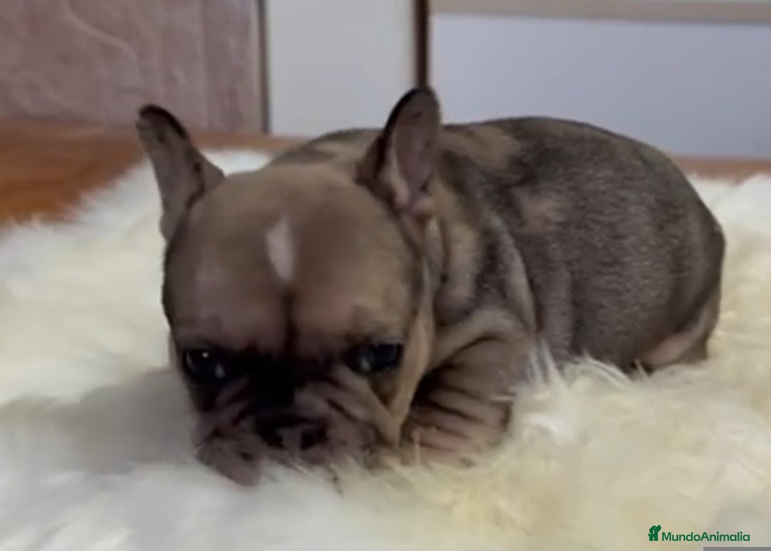 Bulldog Francés perros en venta: Lindos frenchis  - Imagen 3