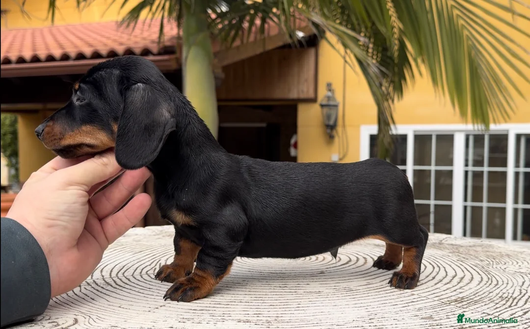 Teckel Miniatura perros en venta: Teckel excelente calidad  - Anuncio 1