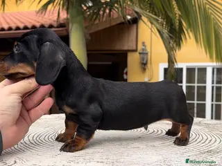 Teckel Miniatura perros Teckel excelente calidad - Anuncio 1