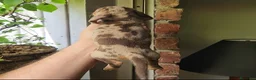 Teckel Miniatura perros en venta: TECKEL MINIATURA ARLEQUINES  - Anuncio 7