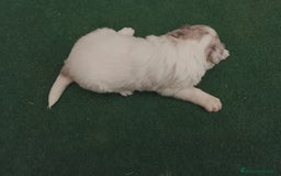 Border Collie perros en venta: Cachorros de border collie  - Anuncio 4