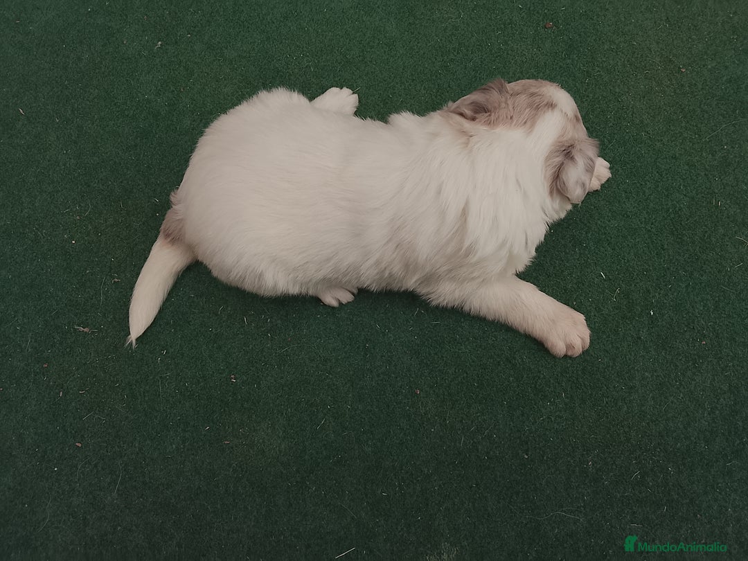 Border Collie perros en venta: Cachorros de border collie  - Anuncio 4