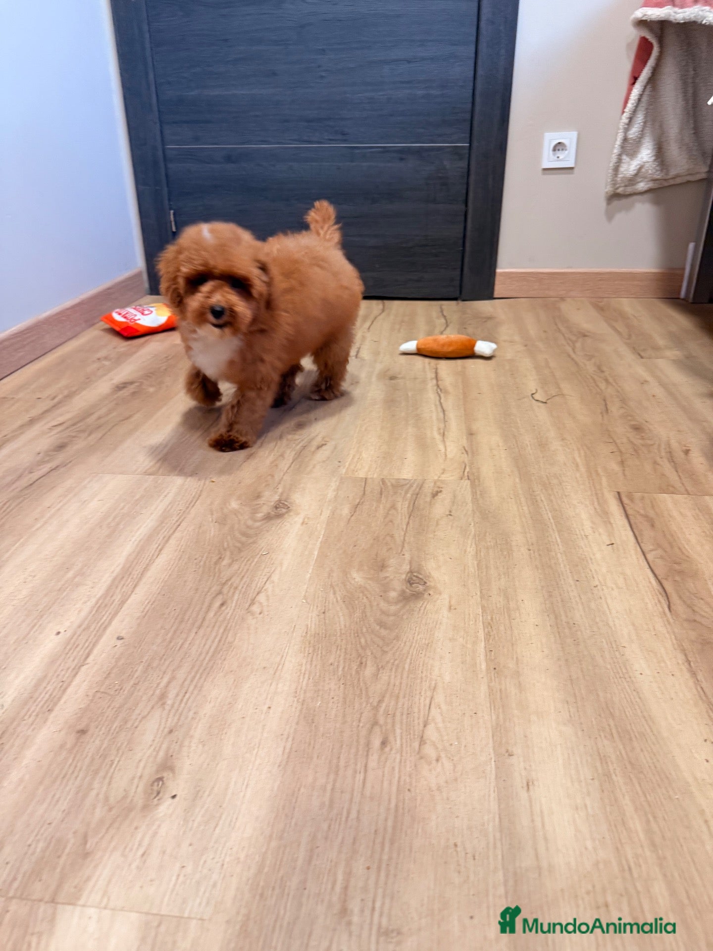 Caniche Toy perros Soy Chusito!!  - Anuncio 13