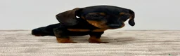 Teckel Miniatura perros en venta: Teckel miniatura - Anuncio 7