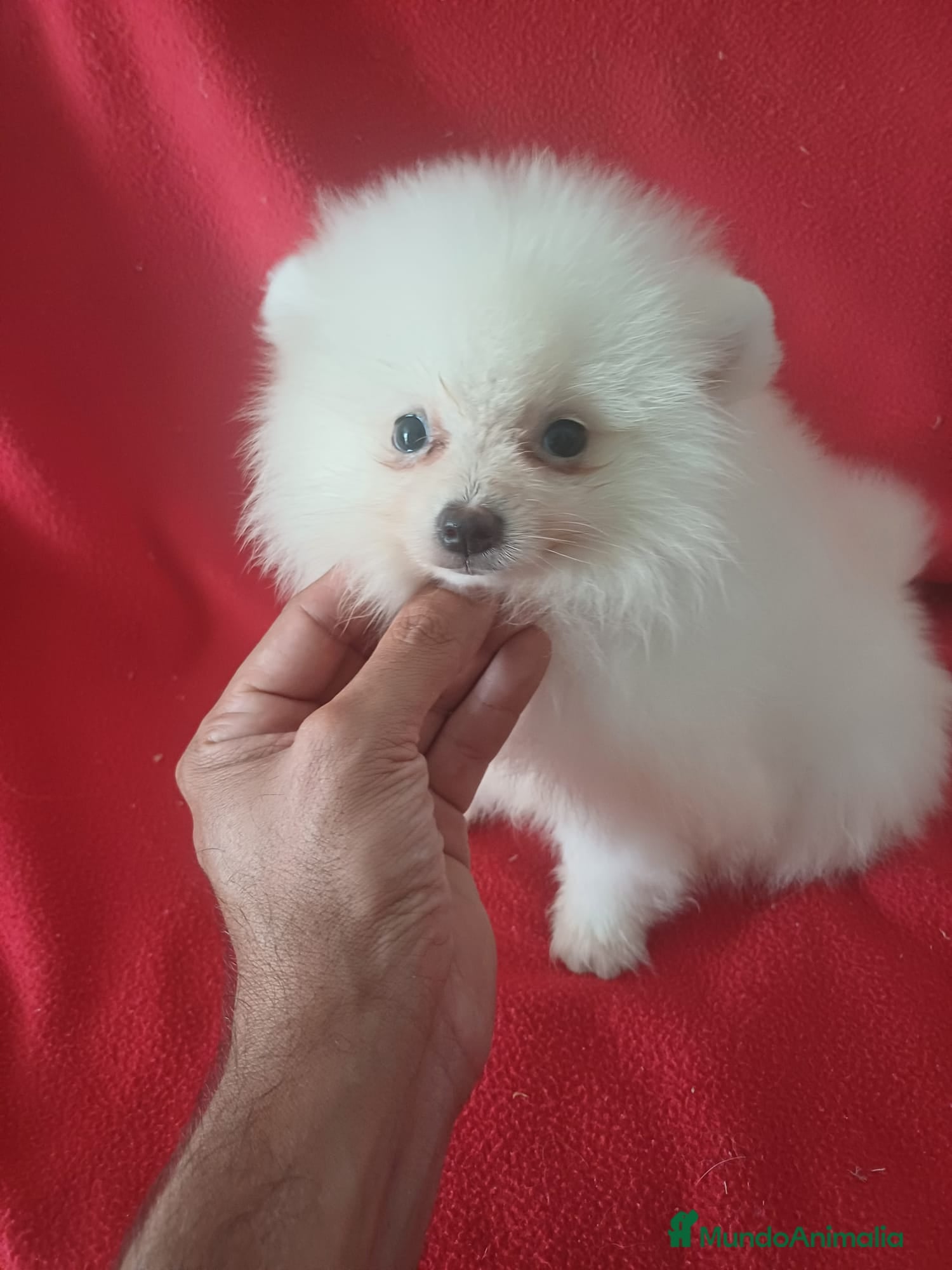 Pomerania perros Pomerania  - Anuncio 1