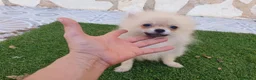 Pomerania perros en venta: Pomeranias 1kg Super Toys - Anuncio 1
