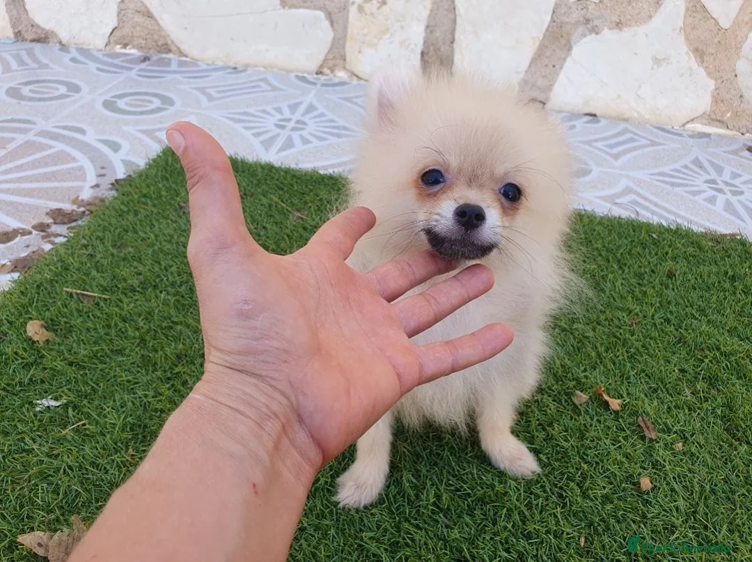 Pomerania perros en venta: Pomeranias 1kg Super Toys - Anuncio 1