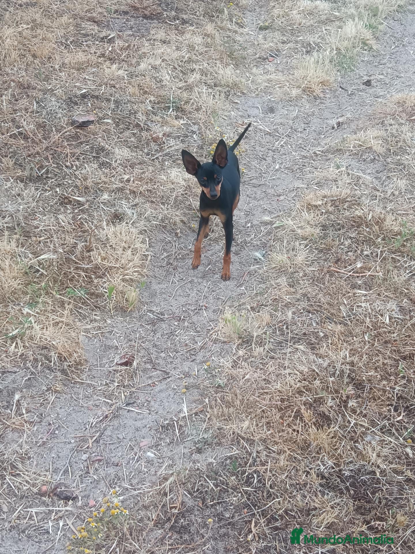 Pinscher Miniatura perros Pincher Miniatura Negro y fuego  - Anuncio 1