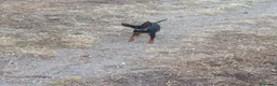 Pinscher Miniatura perros en venta: Pincher Miniatura Negro y fuego  - Anuncio 1