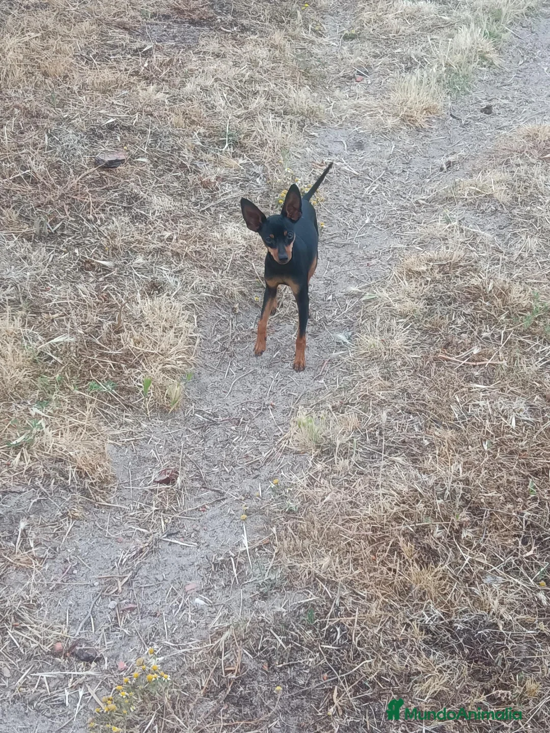 Pinscher Miniatura perros en venta: Pincher Miniatura Negro y fuego  - Anuncio 1