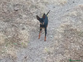 Pinscher Miniatura perros Pincher Miniatura Negro y fuego - Anuncio 1