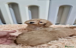 Caniche Toy perros en venta: Hembra caniche toy apricot - Imagen 2