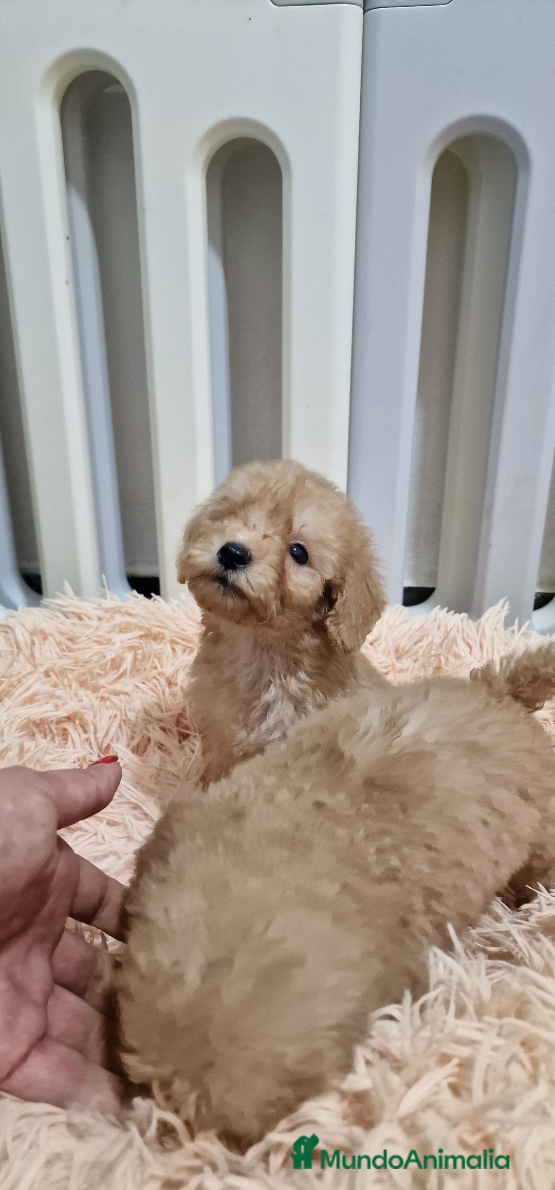 Caniche Toy perros en venta: Hembra caniche toy apricot - Imagen 2