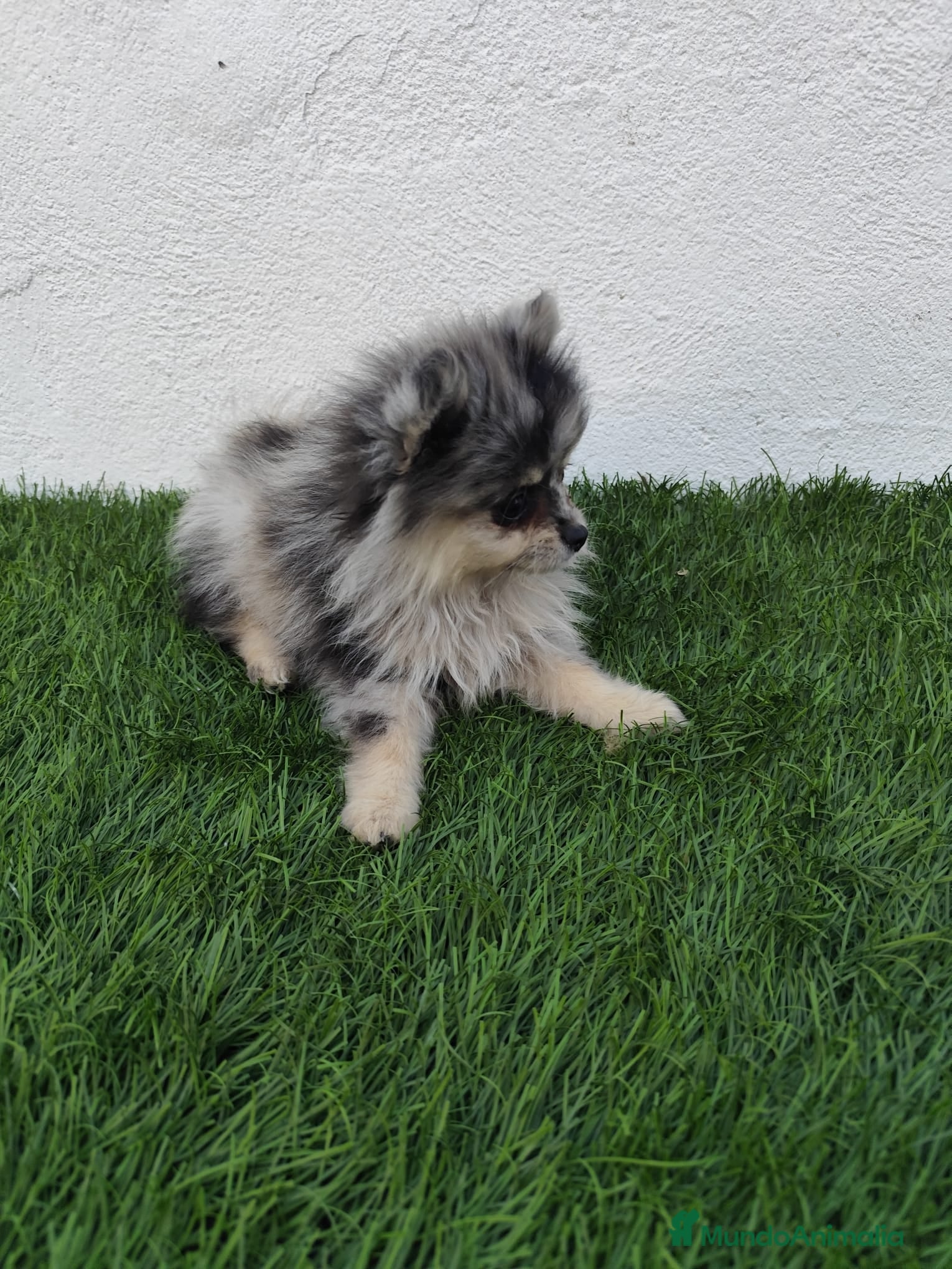Pomerania perros en venta: Pomerania toy  - Anuncio 12