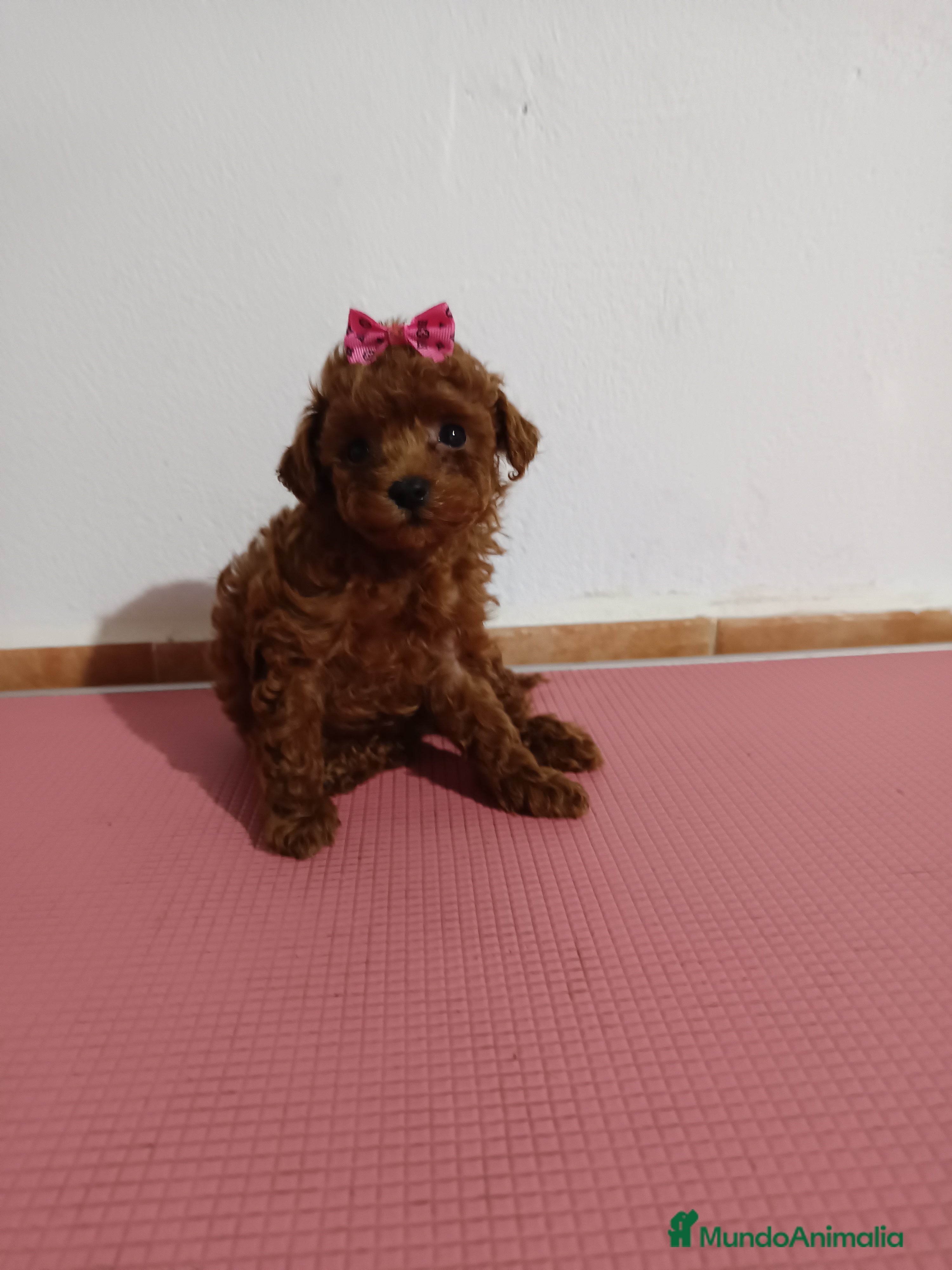 Caniche Toy perros Caniche toy  - Anuncio 2