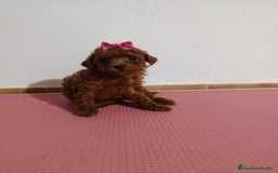 Caniche Toy perros en venta: Caniche toy  - Imagen 2