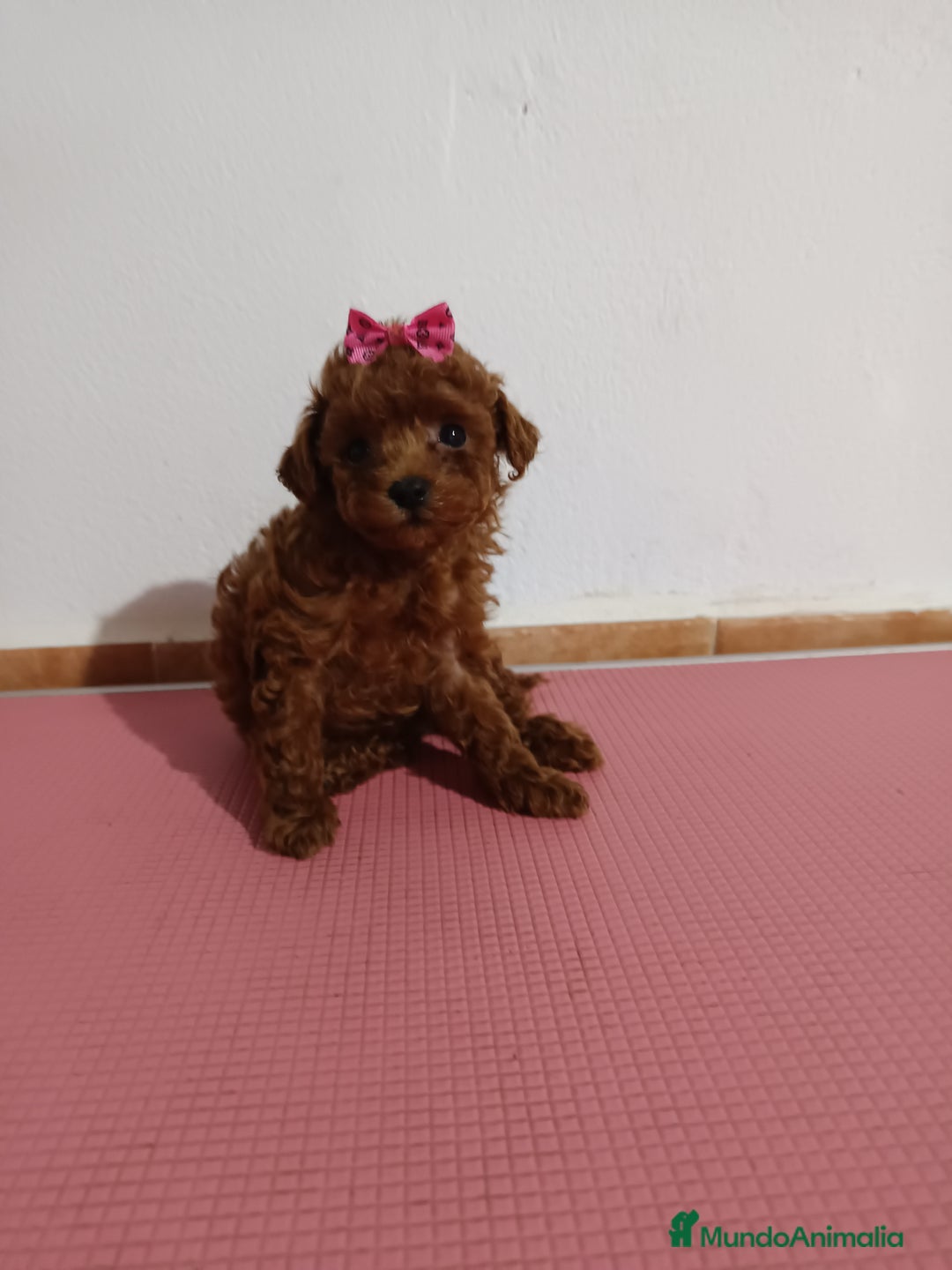 Caniche Toy perros en venta: Caniche toy  - Imagen 2