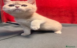 Británico de Pelo Corto gatos en venta: Monísima British Golden  - Imagen 3