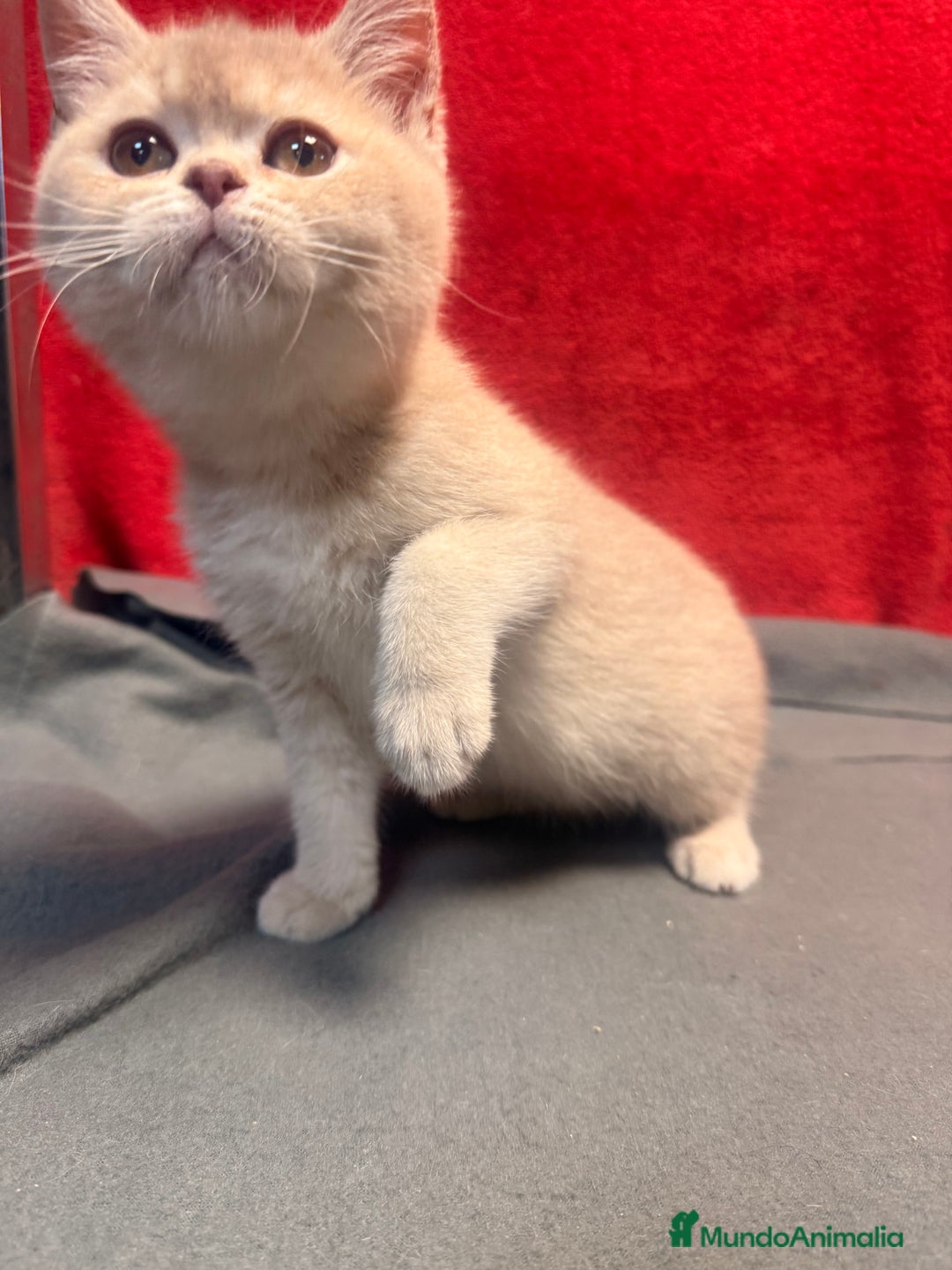 Británico de Pelo Corto gatos en venta: Monísima British Golden  - Imagen 3