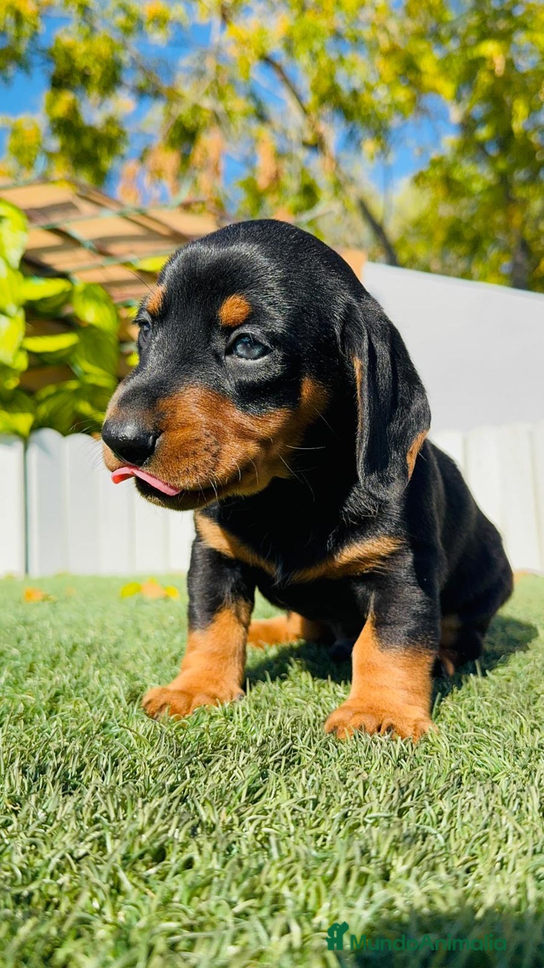 Teckel Miniatura perros en venta: TECKEL MINIATURA - Anuncio 3