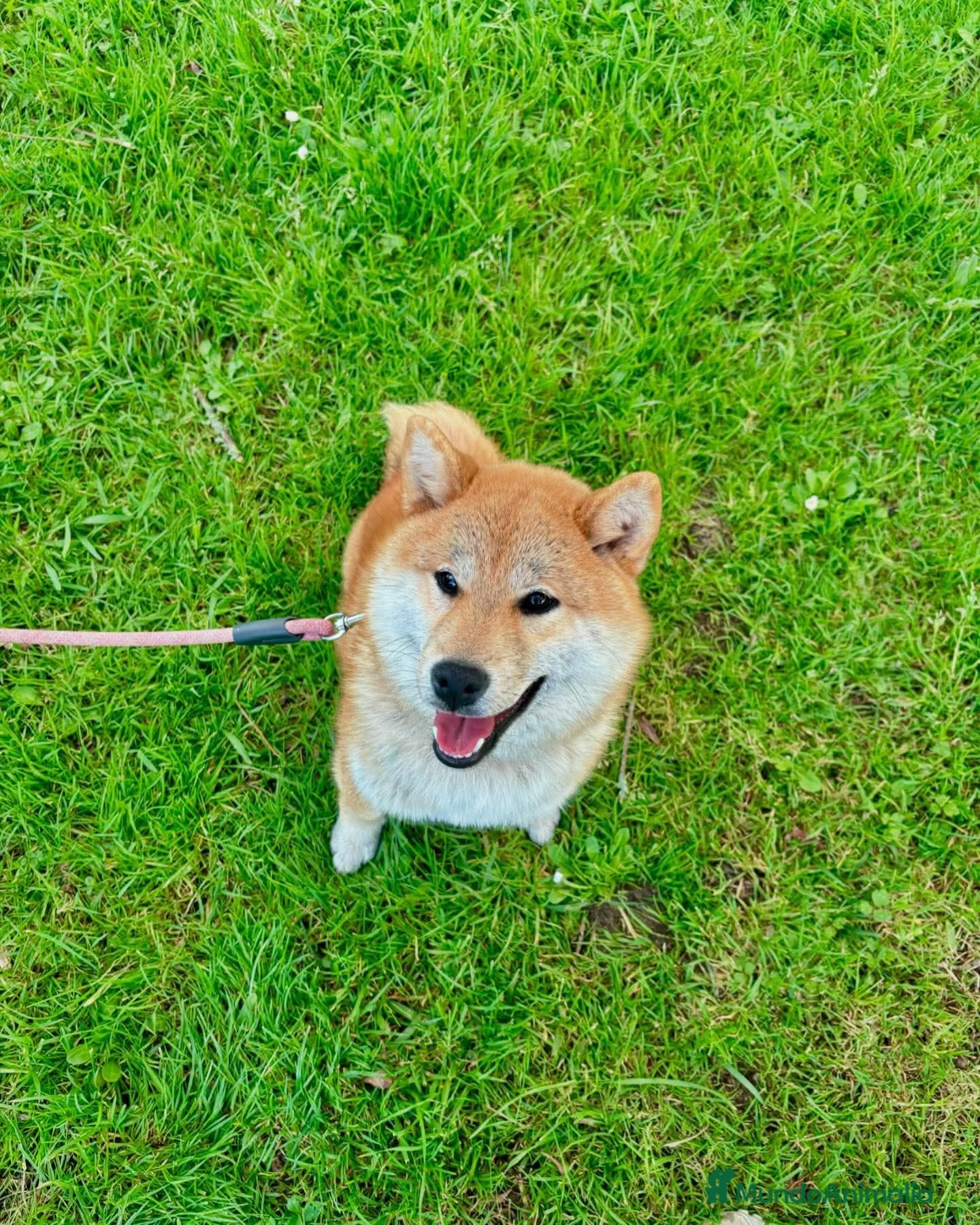 Shiba Inu perros SHIBA INU EN PONTEVEDRA - Anuncio 1
