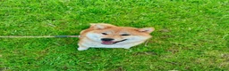 Shiba Inu perros en venta: SHIBA INU EN PONTEVEDRA - Anuncio 1