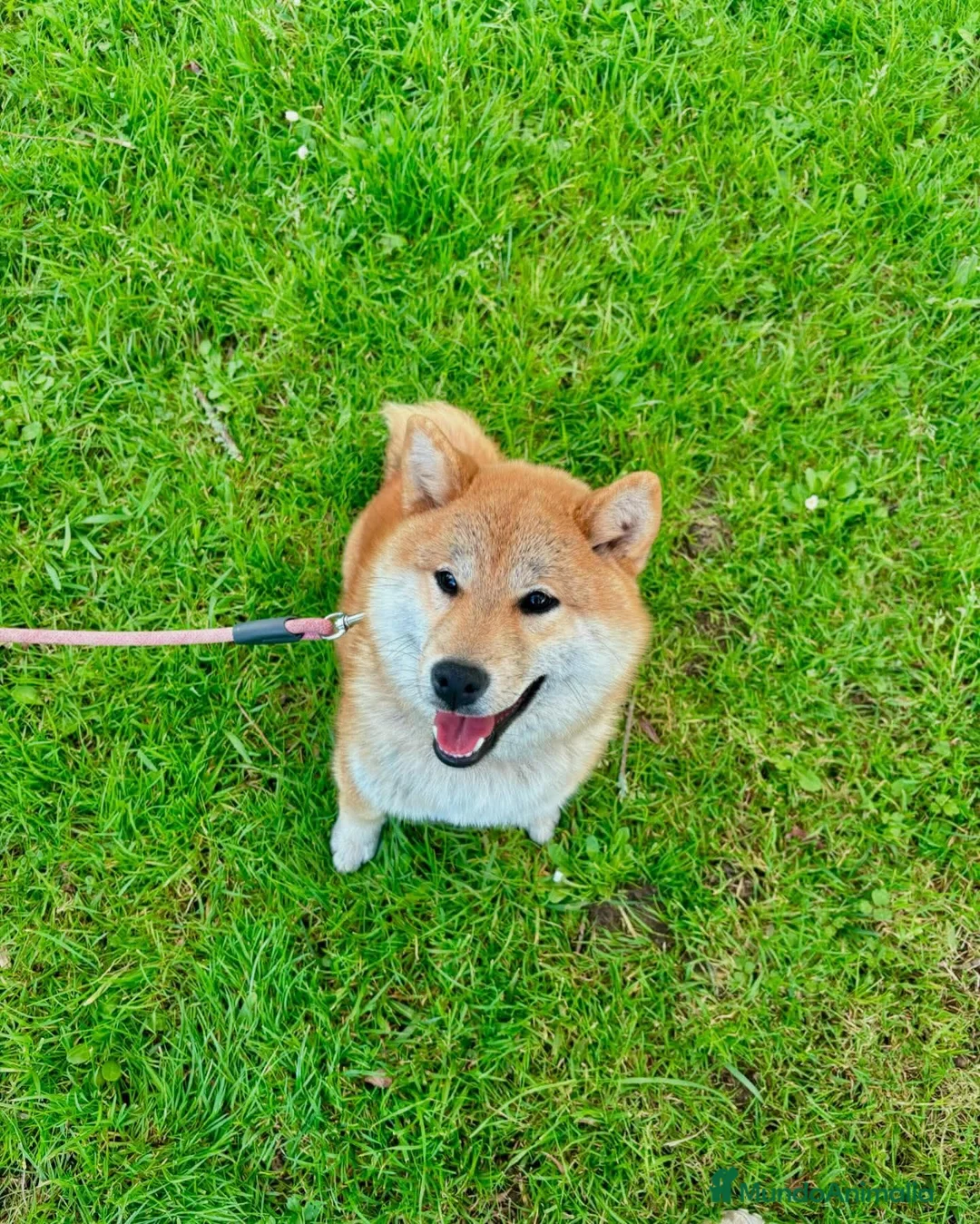 Shiba Inu perros en venta: SHIBA INU EN PONTEVEDRA - Anuncio 1