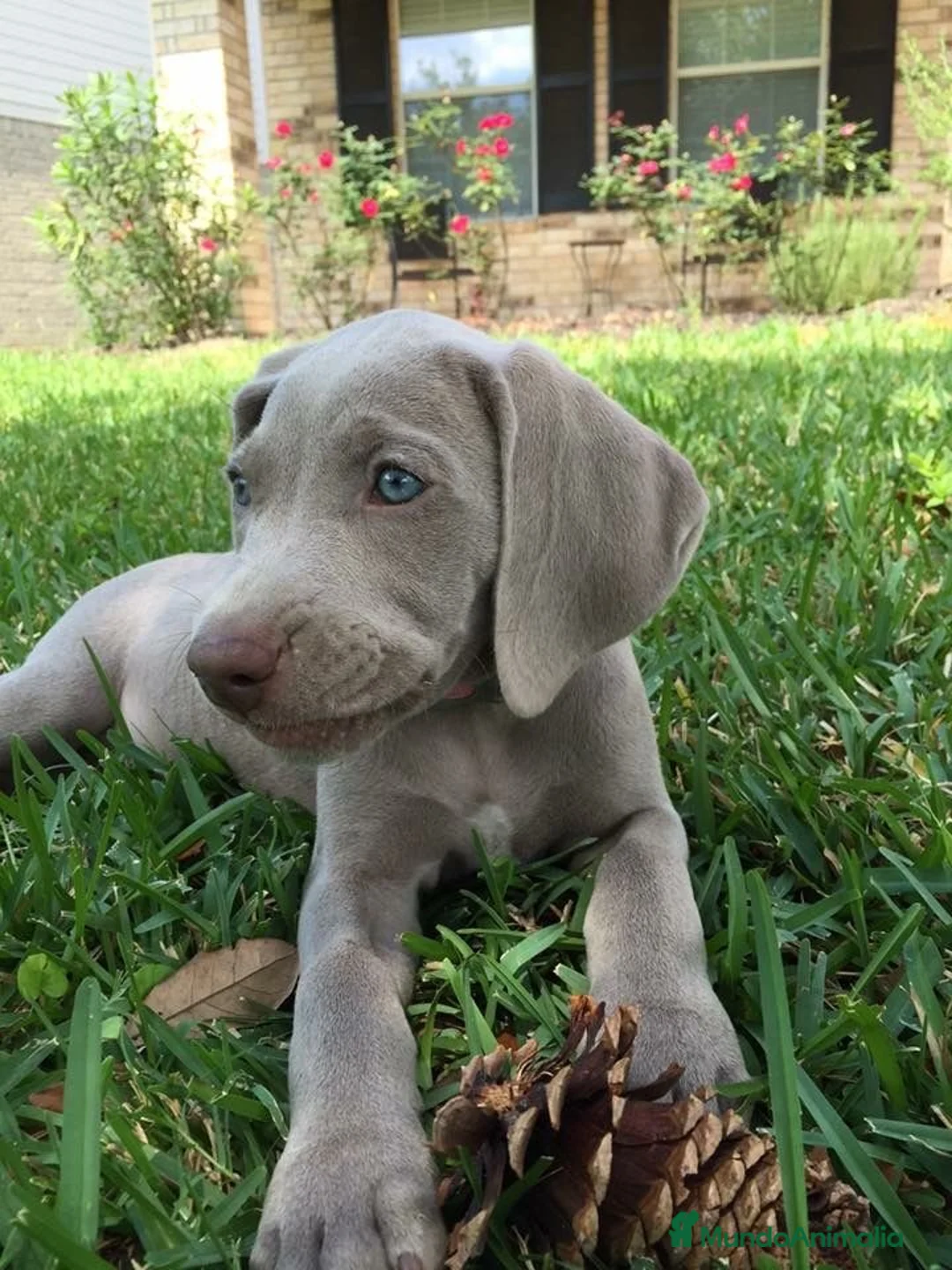 Braco Alemán de Pelo Corto perros en venta: CAMADA DE BRACO DE WEIMAR  - Anuncio 1