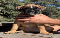 Boxer perros en venta: Magníficas cachorras BOXER, excelente genealogía - Imagen 4