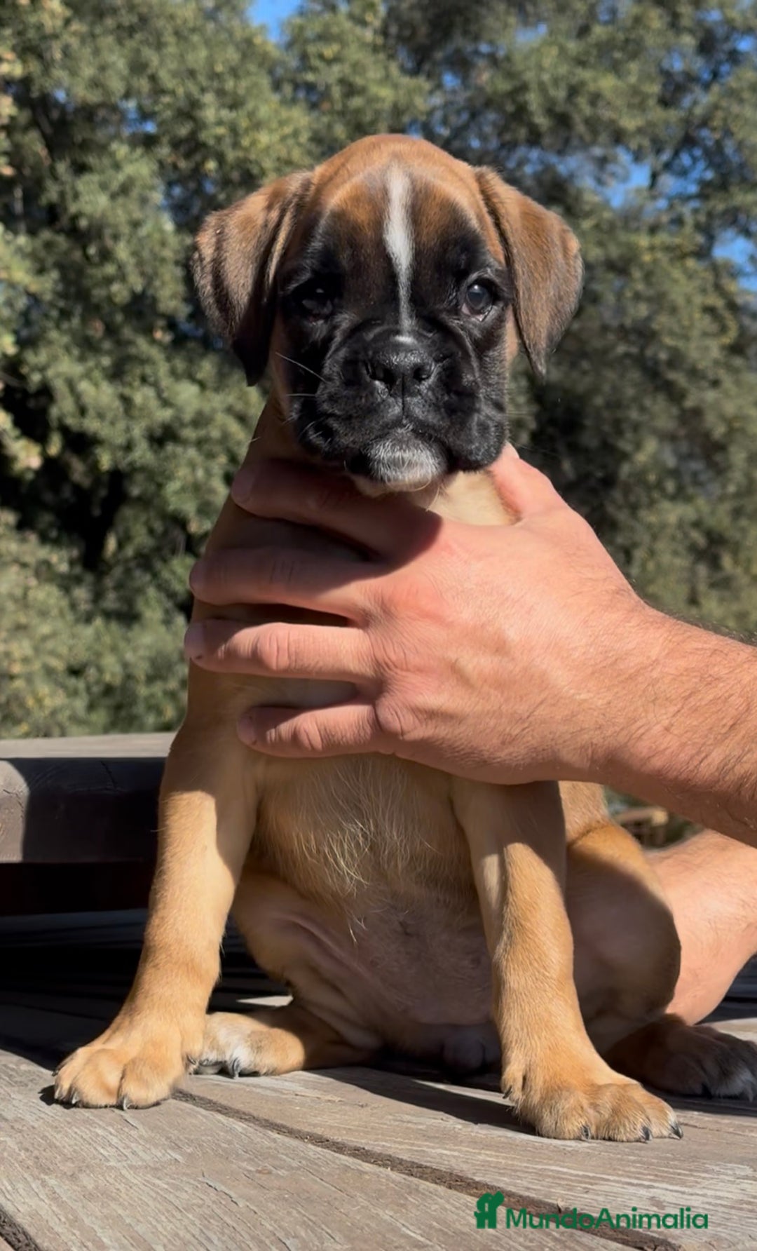 Boxer perros en venta: Magníficas cachorras BOXER, excelente genealogía - Imagen 4