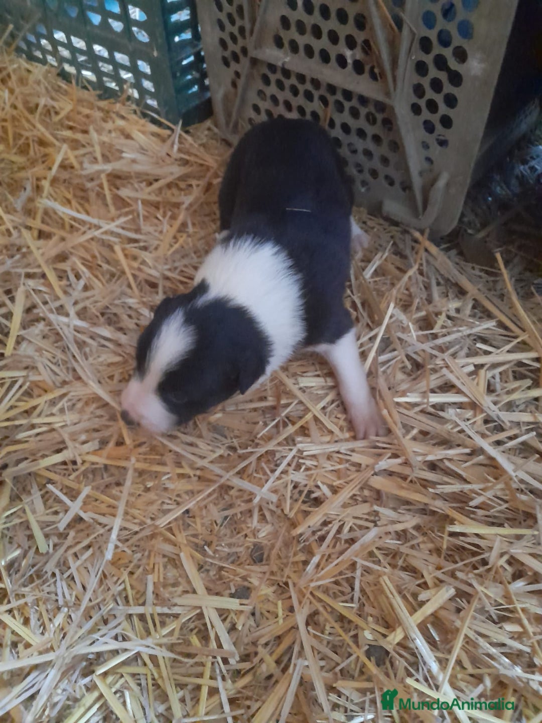 Border Collie perros en venta: Border collie - Anuncio 4