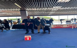 Rottweiler perros en venta: CACHORROS DE ROTTWEILER - Imagen 4