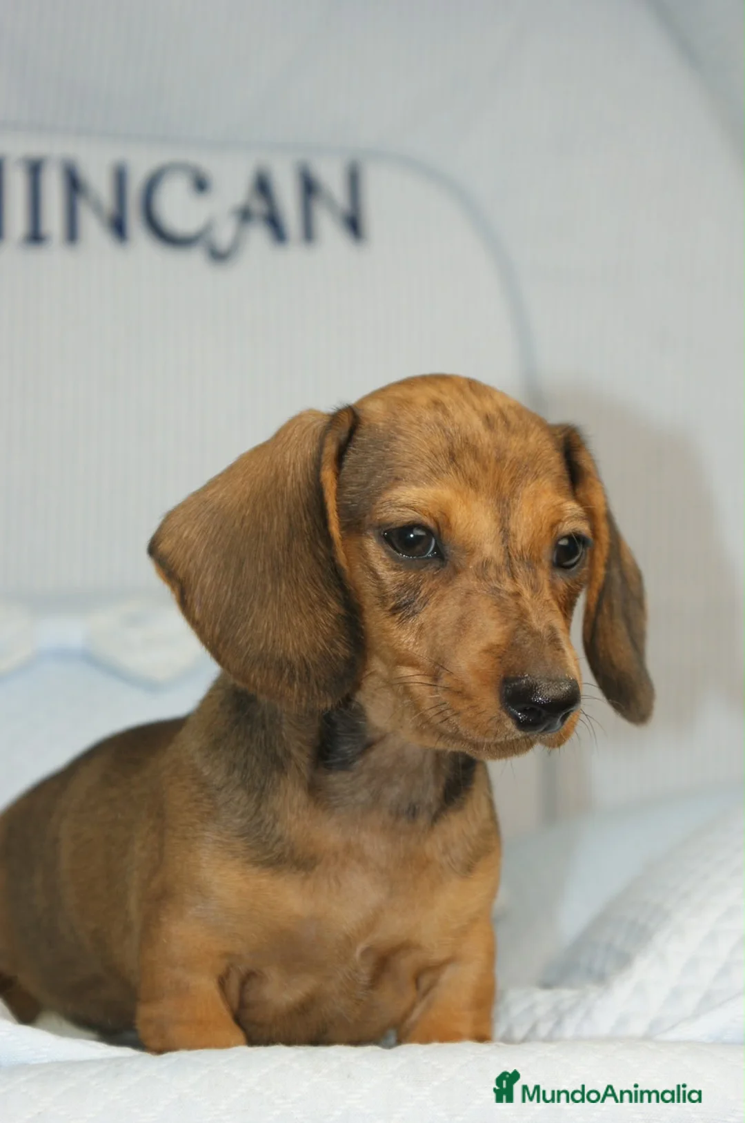 Teckel Miniatura perros en venta: TECKEL MINI ARLEQUÍN ROJO - Anuncio 2